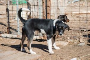 Два волгоградских фонда помощи бездомным животным получили гранты