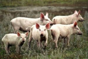 Человек − потомок свиньи или обезьяны?