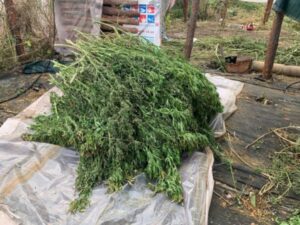 В Волгоградской области у наркодилеров изъяли 170 кг марихуаны