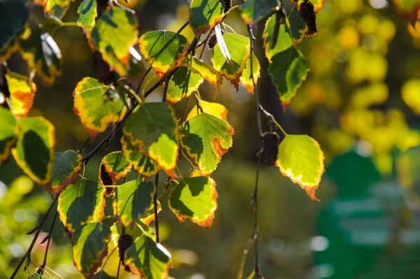 Тепло, но ветрено: волгоградцам рассказали о погоде на следующей неделе