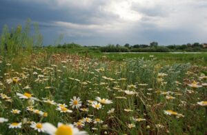 В Среднеахтубинском районе рекультивируют участки бывших свалок