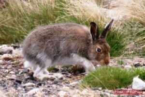 Под Волгоградом браконьер гонялся за зайцем на автомобиле