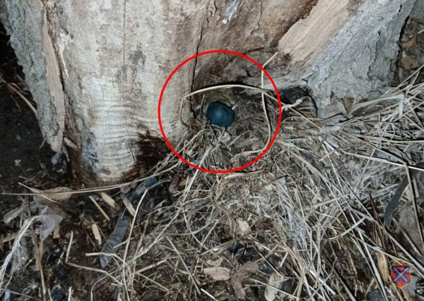 Под Волгоградом 2 девушки пытались сбыть крупную партию наркотиков