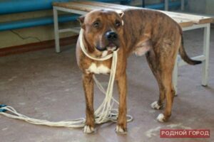 В Волгограде собака бойцовской породы напугала жильцов многоэтажки