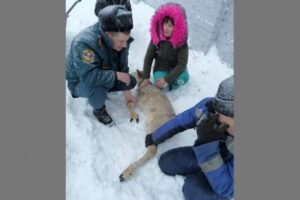 Спасатели помогли раненой косуле выбраться из ловушки под Волгоградом