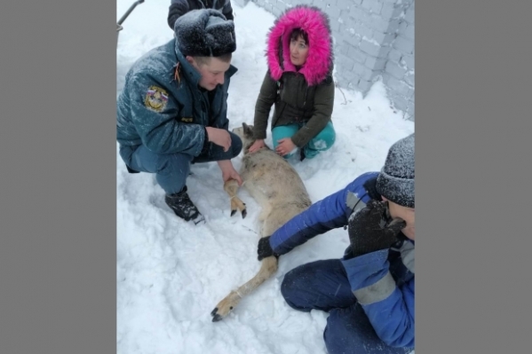 Спасатели помогли раненой косуле выбраться из ловушки под Волгоградом