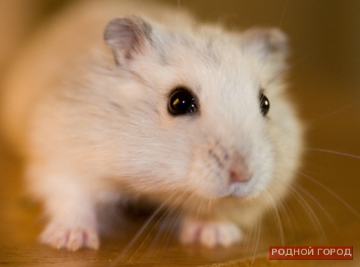 Волгоградские спасатели нашли «неизвестное» животное