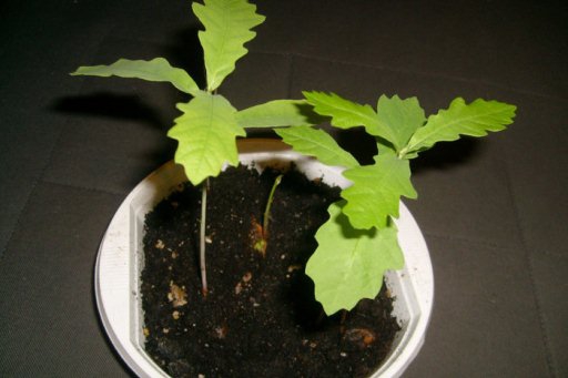 В аэропорту Волгограда задержан пассажир с 2 саженцами дуба