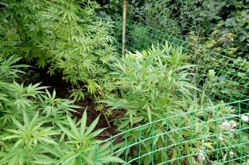 В Волжском 58-летний дачник вырастил 103 куста конопли
