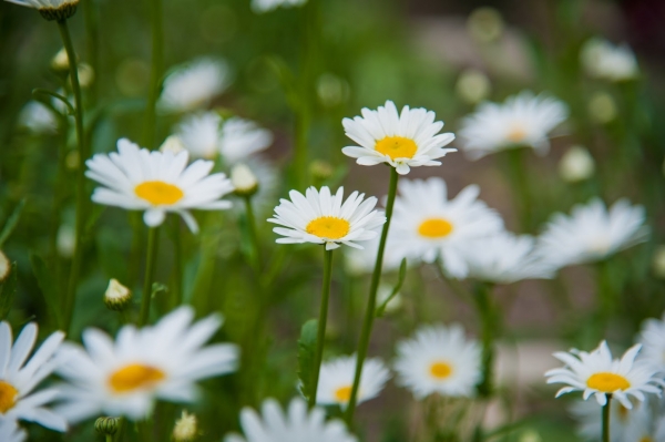 В России официально появился День семьи, любви и верности