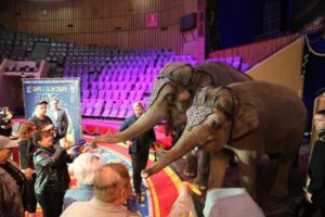 Дрессировщики еще больше полюбили Волгоград за теплый октябрь