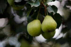 Волгоградцы узнали, чем полезна груша