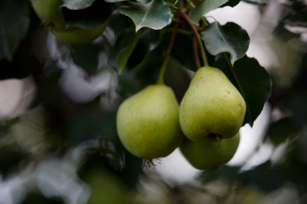 Волгоградцы узнали, чем полезна груша