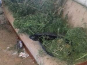 Жителю Волгоградской области грозит 10 лет тюрьмы за сбор конопли