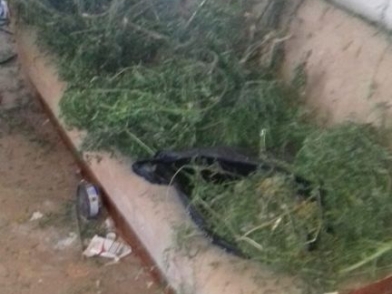 Жителю Волгоградской области грозит 10 лет тюрьмы за сбор конопли