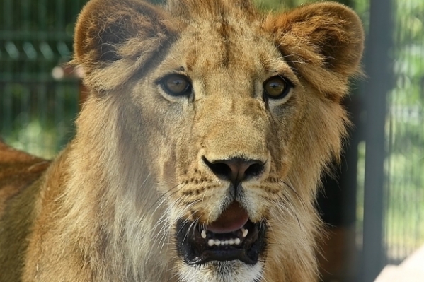 В Волгоградской области проверяют слух о гуляющем на воле льве