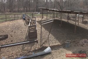 Пятеро волгоградцев похитили на «КамАЗе» отару из 93 овец