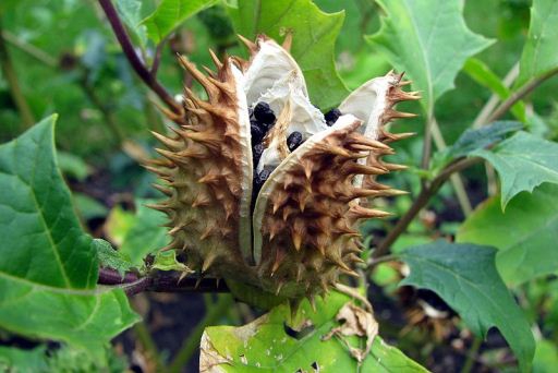 Двое подростков отравились семенами дурмана под Волгоградом