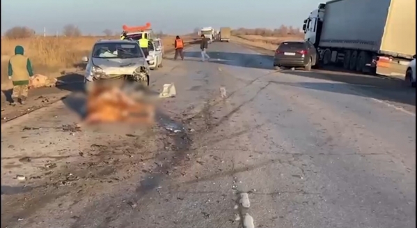 В Волгоградской области водитель Audi наехал на коров