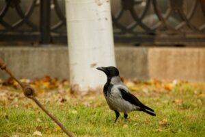 Жителей Волгоградской области предупредили об опасности ворон
