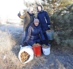 В Волгоградской области лесоводы приступили к сбору шишек
