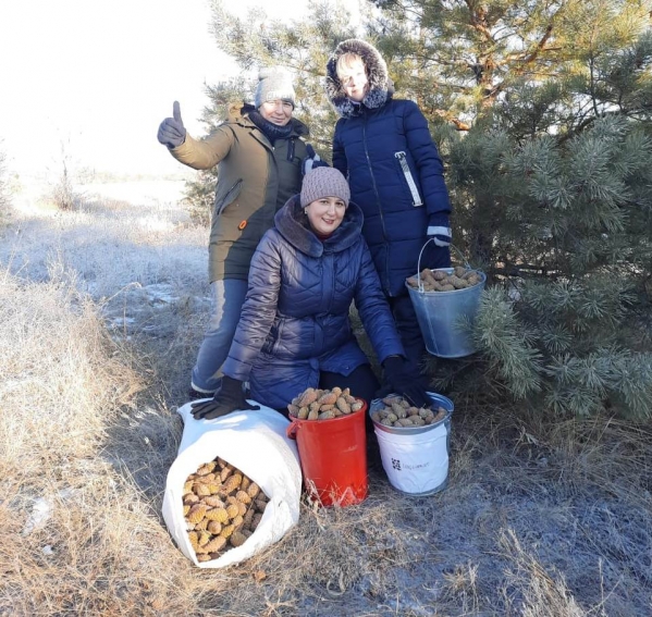 В Волгоградской области лесоводы приступили к сбору шишек