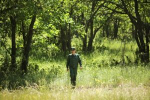 В Волгоградской области введен запрет на посещение лесов