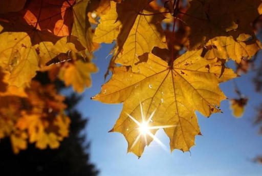 К середине рабочей недели в Волгоград придёт потепление