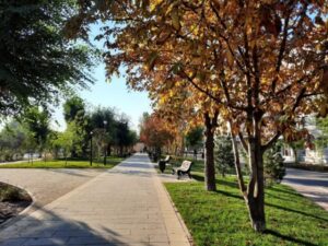 На бульваре вдоль проспекта Жукова в Волгограде высадили 400 деревьев