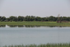 В Волго-Ахтубинской пойме восстановят озеро Широкогорлое