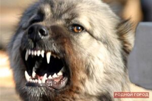 В центре Волгограда 4-летнюю девочку покусала дворовая собака