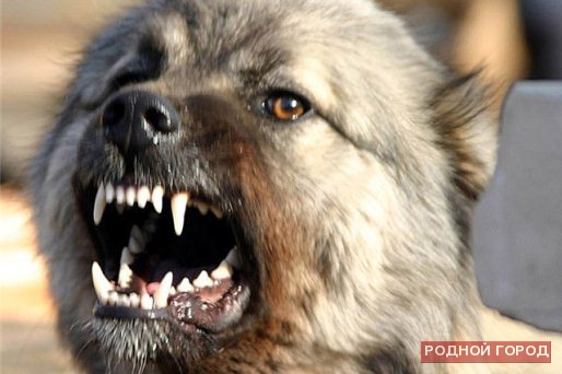 В центре Волгограда 4-летнюю девочку покусала дворовая собака