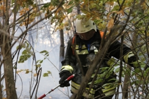 Волгоградскую область охватили лесные пожары