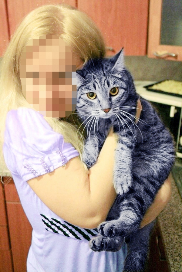 Две сестры устроили в квартире приют для 82 кошек