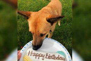 Спасенный волгоградский пес Элвин переехал в Канаду