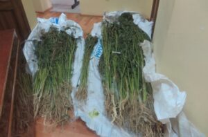 Под Волгоградом селянин вырастил 322 куста конопли
