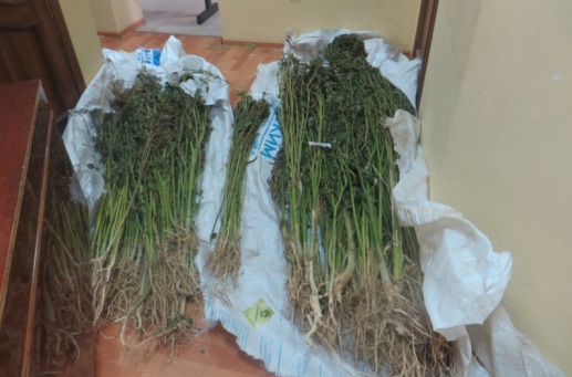 Под Волгоградом селянин вырастил 322 куста конопли