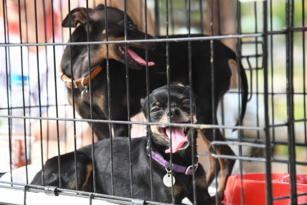 Эксперты рассказали волгоградцам, как правильно путешествовать с питомцем