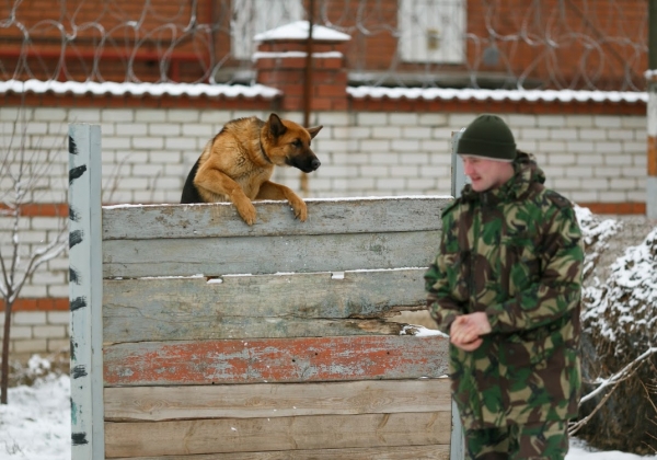 Волгоградскому призывнику не разрешили служить вместе с собакой