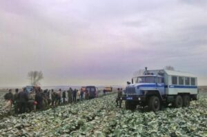 25 гастарбайтеров незаконно работали на полях под Волгоградом