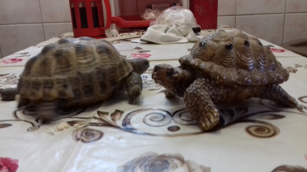 В Волгограде черепаху разбудили ради  эффектной фотографии