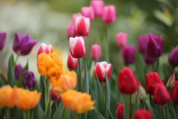 Продавца цветов наказали за торговлю в Волгограде