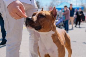 В Волгограде собакам теперь нельзя находиться в местах скопления людей