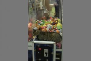 Котик-игроман из России умиляет пользователей Сети до слез