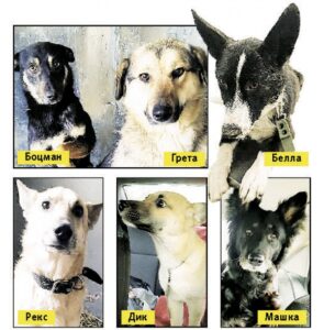 Дик, Белла, Рекс, Машка, Боцман и Грета ищут хозяев в Волгограде