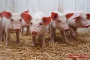 Под Волгоградом четверо мужчин пойдут под суд за кражу 18 поросят