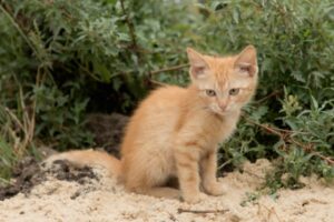 Волгоградцев просят спасти замерзающего на остановке котенка