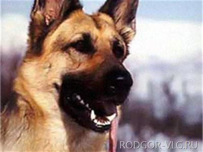 Волгоградца с марихуаной помогла задержать служебная овчарка