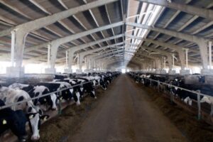 В Волгоградской области господдержка помогает развивать фермерство