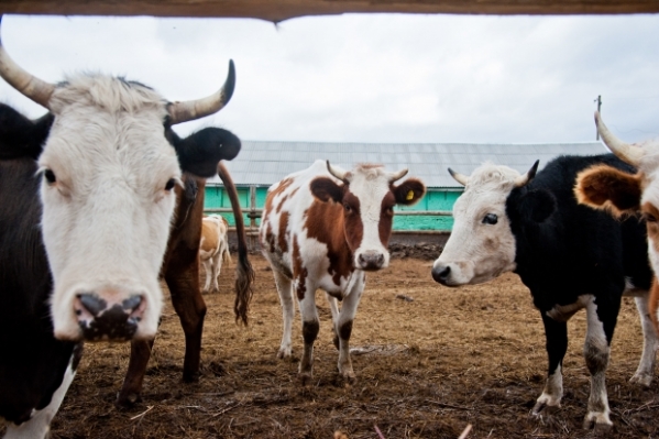 Под Волгоградом в ДТП с коровой пострадали три человека